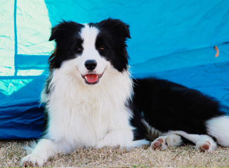 <p> 边境牧羊犬(英语:Border-Collie),又名苏格兰牧羊犬,是一种原产自苏格兰和英格兰边界一带的牧羊犬,主要协助农场放牧,故称「牧羊犬」。边境牧羊犬以精力旺盛且容易学习杂技运动而闻名,且被学界认为是最聪明的犬种。</p>