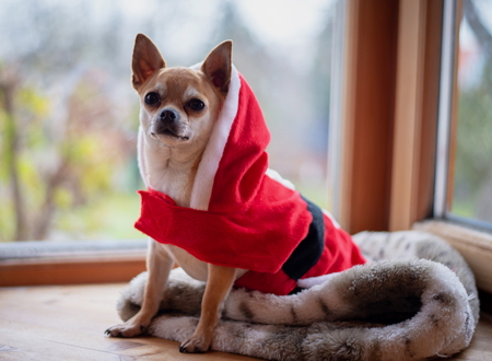 <p> 吉娃娃犬不仅是可爱的小型宠物犬,同时也具备大型犬的狩猎与防范本能,具有类似梗类犬的气质。此犬分为长毛种和短毛种。这种狗体型娇小,对其他狗不胆怯,对待主人极有独占心。</p>