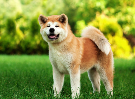 <p> 秋田犬是日本国犬,它的祖先,被称呼为山地狩猎犬。本来在日本犬里大型犬是不存在的,秋田犬是大型的熊猎犬。除了协助猎熊外,它还被利用来捕鹿和野猪。江户时代,出羽国北部的秋田地方,被佐竹氏平定。佐竹氏是关原之战之后被常陆国转封的旁系诸侯。自庆长年间(1630年左右),为了培养藩士斗志养斗犬,而将猎兽犬与秋田地区的土犬进行交配。这犬种成为秋田犬的原种。在关于狗狗题材的感人电影《忠犬八公的故事》中的狗主人公狗“小八”就是属于秋田犬一类的。</p>