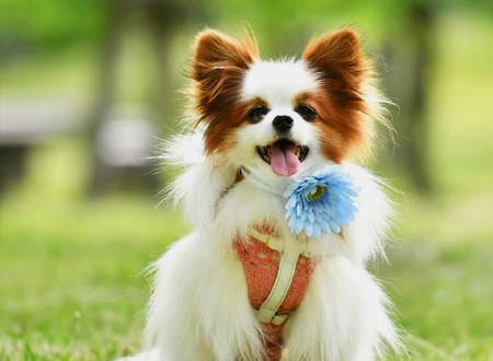 <p> 蝴蝶犬起源于十六世纪,是欧洲最古老的品种之一。蝴蝶犬引进法国后,当时出入法国皇宫和贵族之门,成为权贵贵妇的掌中珍宝。耳朵上的长毛直立装饰,犹如翩翩起舞的蝴蝶。美国及英国的蝴蝶犬爱好者也积极参与繁衍该品种。</p>