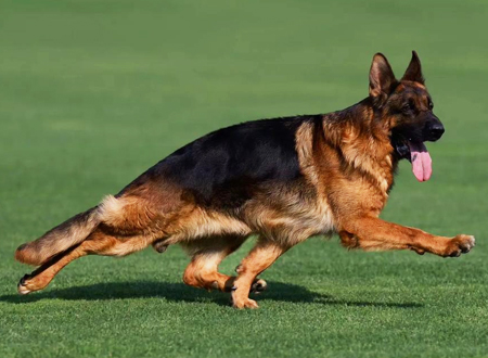 <p> 德国牧羊犬(German