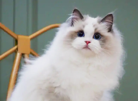 <p> 布偶猫,英文名Ragdoll,俗名别名布娃娃猫。布偶猫的原产地是美国,又称布拉多尔猫,是由加州的妇女安贝可(Ann