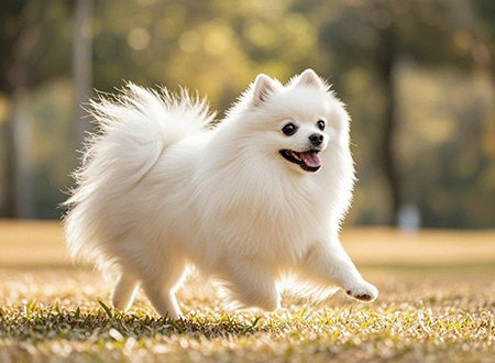 <p> 博美犬是牧羊犬出身,聪明,在小型犬的智力排行上可是排到第5位的,所以对于饲养者来说很容易教导与训练。纯种博美狗是相当漂亮迷人的犬种,在世界各地都是热门犬种。</p>