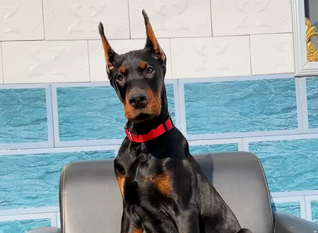 德国杜宾犬