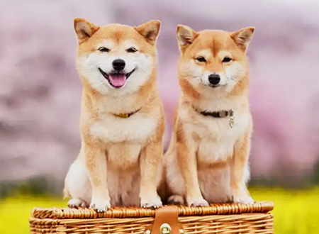 <p> 柴犬是体型中等并且又最古老的日本犬。柴犬能够应付陡峭的丘陵和山脉的斜坡,拥有灵敏的感官,使得柴犬屡次成为上乘的猎狩犬。</p>