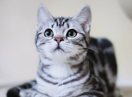 <p> 美国短毛猫又称美短善于捕鼠,易于饲养,美国短毛猫素以体格魁伟,骨胳粗壮,肌肉发达,生性聪明,温顺而著称,是短毛猫类中大型品种。该猫被毛厚密,毛色多达30余种,其中银色条纹品种尤为名贵。</p>