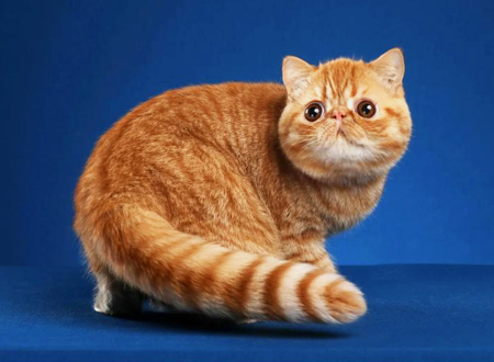 <p> 异国猫并不仅仅是短毛猫,CFA对中长毛异国猫依然承认,所以这里指的异国猫并不仅仅是常见的短毛型。我们熟悉的加菲猫属于异国短毛猫中的虎斑猫。观众在展会上行走于各个展示品种之间,当他们看到异国猫时都会好奇地说:“它看起来像一个波斯,但它竟然是短毛的。牌子上写着异国情调。异国情调是什么?”</p>