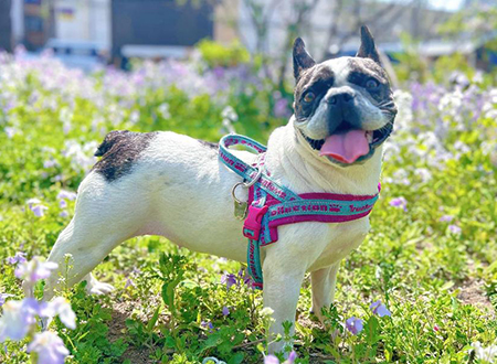 <p> 法国斗牛犬(FRENCH
