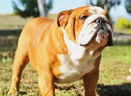 <p> 斗牛犬(英语:Bulldog),又名老虎狗、牛头犬、英国斗牛犬,是一个源于英国的狗品种,祖先据说是马士提夫獒犬和牛头梗结合繁衍而成。其面部有皱褶,成年犬大约有23公斤,高30-36厘米,属于中型犬。斗牛犬最初用于挑逗公牛,在19世纪该运动被禁止后,斗牛犬转变为观赏犬,现有法国斗牛犬、美国斗牛犬等类型。斗牛犬是很多学校、组织乃至国家的吉祥物,例如耶鲁大学的吉祥物是一只叫“英俊的丹(Handsome