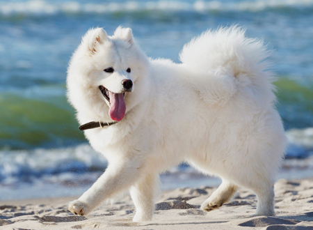 <p> 萨摩犬(英文:Samoyed)属于工作犬类,以西伯利亚牧民族萨摩人而命名,以其忍耐力与健壮的体格而闻名,所以欧洲探险家曾使用该犬拉雪橇从事南北极探险工作。机警、有力、非常活泼、高贵而文雅。由于它是在寒冷地区的工作犬,所以它拥有非常浓厚的、能抵御各种气候条件的被毛。其萨摩式的微笑,可能正代表此犬的实际性格,即沉稳,优良,性格开朗,对人有亲切感。19世纪末,毛皮商人为了获取皮毛赢利,将此犬输入美国欧洲等地,并在世界各地广泛培育和繁衍。</p>