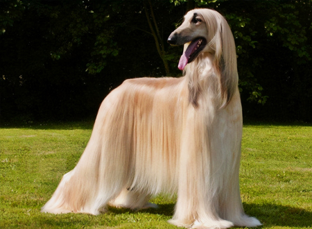 阿富汗猎犬