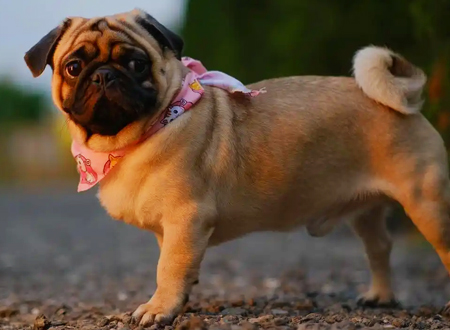 巴哥犬