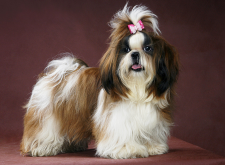 西施犬
