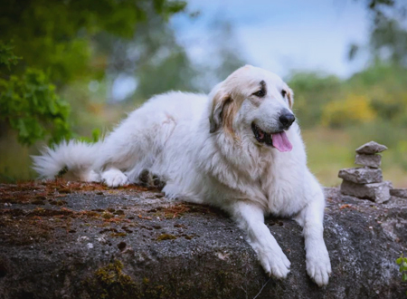 大白熊犬