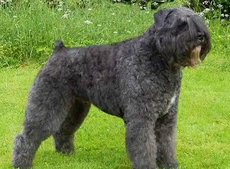 波兰德斯布比野犬