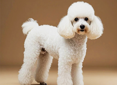 <p> 贵妇犬也可称“卷毛狗”,属于非常聪明的且喜欢狩猎的犬种,现在只以展示用的毛型引人注意。此犬是现在最受人喜爱的品种之一。