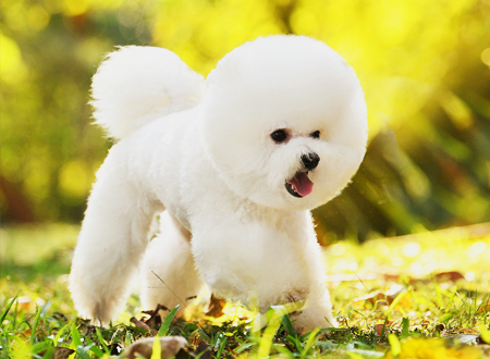 <p> 比熊犬(Bichon