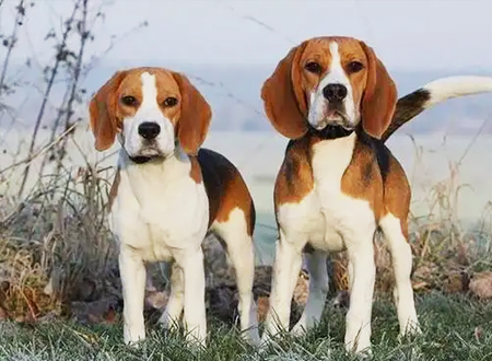 英国猎狐犬