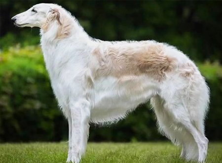 苏俄猎狼犬