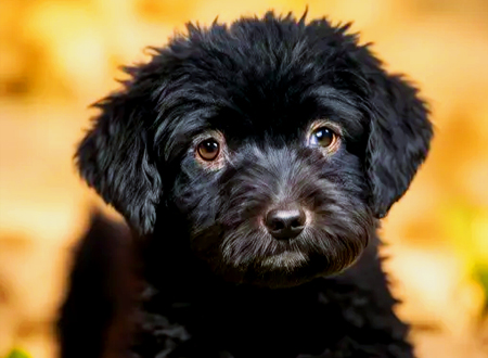 葡萄牙水犬