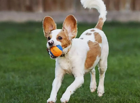 西班牙小猎犬
