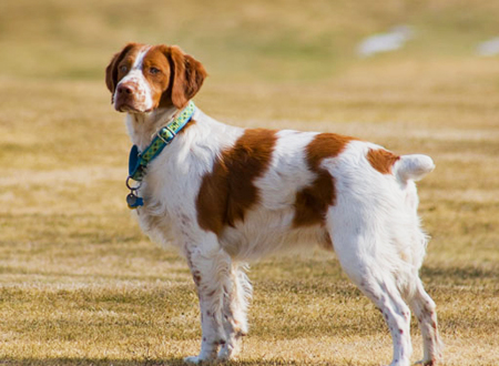布列塔尼犬