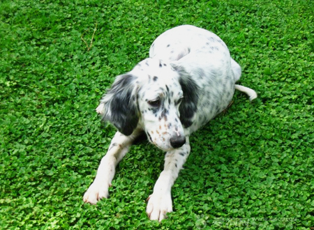 英格兰雪达犬