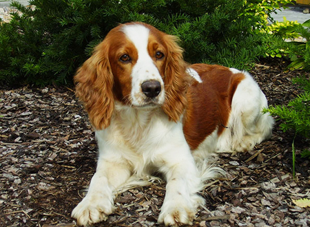 威尔士跳猎犬