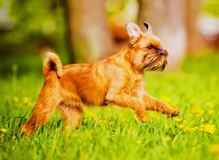 布鲁塞尔格里芬犬