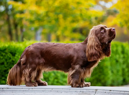 <p> 苏塞克斯猎犬的名字来自于英格兰的索塞克斯,在那儿第一窝最重要刁亏的犬出自福勒先生的犬舍,正是福勒培育出了永久区别苏塞克斯猎犬的鲜艳的金红褐色。该犬在不列颠的竞赛可追寻到1862年在克瑞斯托宫的犬展。塞士猎犬发展的早期,它在英国被用于复杂地区特定类型的狞猎。那时人们习惯于步行猝猎,而此犬成为满意的猝猎伙伴。然而,此犬并没有被除英国之外的其他国家所引进,这可能由于它在国内所面对的持猎状况远远不同于外国,因此在那里它没有达到猎犬应具有的猝猎速度。尽管索塞克斯缺少史宾格犬和可卡犬的速度,但它有非常出色的鼻子和狩猎的恒心,对各种高地狩猎很有价值。它有嗅到异味时发声的习惯。在性情上它是完全普通的犬,训练它并不困难,而且经正确训练可成为优秀的寻猎犬。</p>