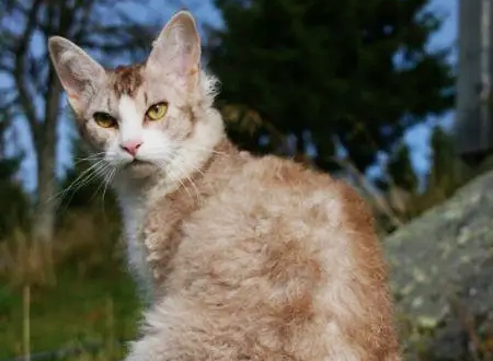 拉邦猫