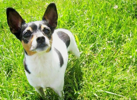 捕鼠梗犬