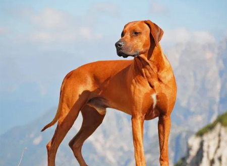 罗得西亚脊背犬