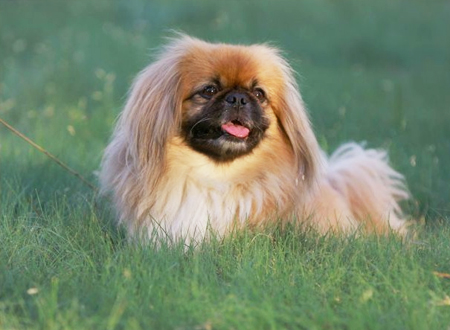 北京犬