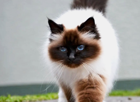 <p> 伯曼猫,也有人将它们称为波曼猫、缅甸圣猫等,它们是中型猫,拉丁学名为Birman。虽然现在在世界各地均有分布,不过传说过去它们只在缅甸生活,并且被寺庙里的僧人所饲养,因为要守护大殿,所以它们也被人们认为是护殿神猫。</p>