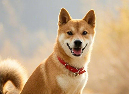 <p> 中华田园犬(拉丁学名:Canis