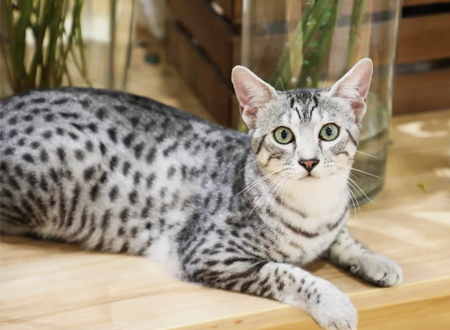 <p> 埃及猫,拉丁学名为Felinae,在世界各地均有分布。虽然叫埃及猫,但现在人们却并不能证实埃及猫就是来源于埃及,不过由于在古埃及的壁画、墓碑或者纸卷上都有其图形和文字记载,所以人们认为埃及猫的祖先是非洲野猫。上个世纪50年代,埃及猫传入美国和英国,并在1968年获得正规比赛的奖项。</p>