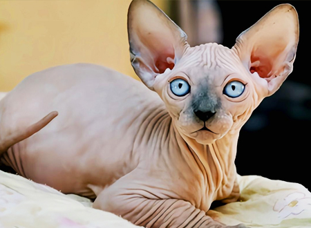 <p> 加拿大无毛猫又称斯芬克斯猫,英文名为Sphynx,它们来自加拿大,但有记载的无毛猫最先发现于美国,不过发现这种猫咪的人并没有它们进行研究和继续培育,反倒是加拿大的猫咪繁育者发现这种猫咪后进行了繁育。其实在世界各地都有无毛猫的存在,因为无毛猫主要是因为基因突变产生的。</p>