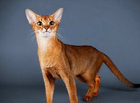 阿比西尼亚猫
