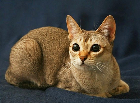 新加坡猫