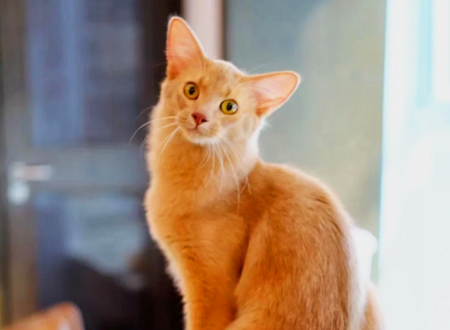 <p> 据说,索马里猫是1967年由纯种的阿比西尼亚猫突变产生出来的长毛猫,经过有计划繁殖而形成的品种。在欧美等国经过繁衍培育,分别有四个品种,至1983年才得到英国猫协会的认可,1991年在英国猫迷管理委员会夺得冠军地位。</p>