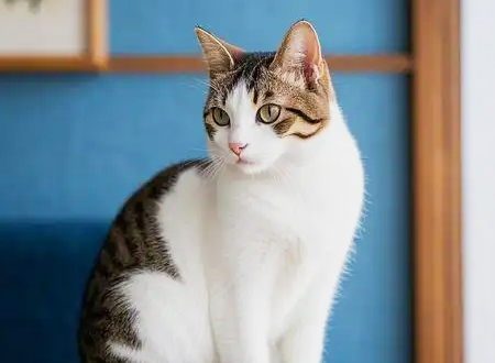 日本短尾猫