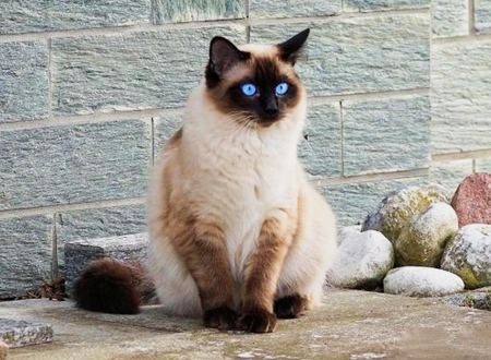 <p> 巴厘猫又叫爪哇猫、长毛暹罗猫、长毛阿密丝猫,英文名为Balinese。巴厘猫原产于美国,跟巴厘岛其实并无太大关系,只不过因为巴厘猫的动作酷似巴厘岛土著舞蹈演员的姿态,所以才将它们命名为巴厘猫。从巴厘猫的别称中,我们可以看出巴厘猫是跟暹罗猫有一定渊源的,它们是由暹罗猫后代中发生基因突变的个体繁育而来。在上个世纪60年代,美国首次承认这种猫咪。</p>