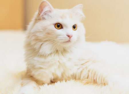 <p> 土耳其安哥拉猫不光只有白色的,还有其他颜色。土耳其猫本身的数量就很少,在中国这种猫的品种基本上没有所谓的纯种而言。很多人还管自己的白色鸳鸯眼的猫叫波斯猫,可见很多养猫的主人并不是很了解猫,还有人多人说自己家的是所谓“挪威森林”,其实95%以上也都是普通的家猫罢了。</p>