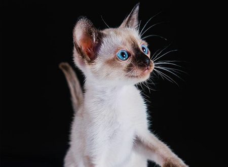 <p> 东奇尼猫,英文名为Tonkinese,又被称为越南猫,但它们可不是越南本地的一种猫咪,而是暹罗猫和缅甸猫杂交出来的纯种短毛猫。东奇尼猫是上世纪30年代出现的品种,第一只东奇尼猫诞生于北美洲。喜欢东奇尼猫的朋友要感谢那位名叫汤普森的美国人,因为正是他将一只暹罗猫带到加拿大,并与缅甸猫杂交,才让东奇尼猫来到这个世界。</p>