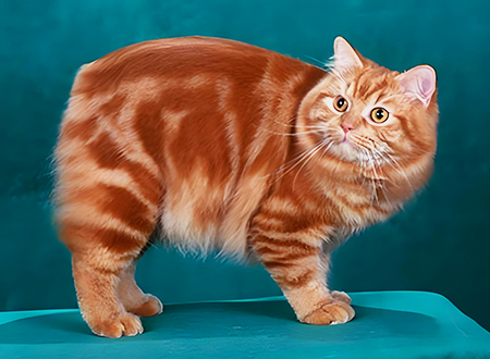 马恩岛猫