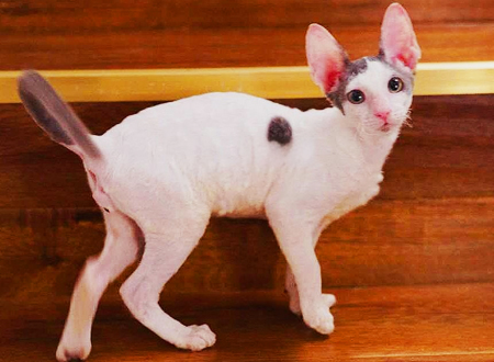 <p> 柯尼斯卷毛猫(Cornish