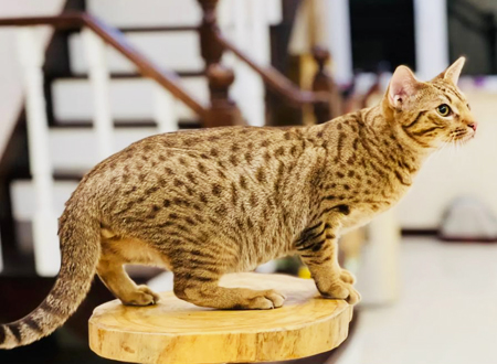奥西猫