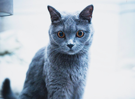 <p> 沙特尔猫又叫夏特尔蓝猫,英文名Chartreux,原产法国,历史起源于14世纪。与英国短毛蓝猫、俄罗斯蓝猫(详情介绍)共称世界三大蓝猫。沙特尔猫的历史很悠久,在1558年的刊物上已有所记载,据信这个古老的法国品种是格勒诺布尔附近的大沙特。下面猫友们就和小编一起来了解沙特尔猫吧!</p>