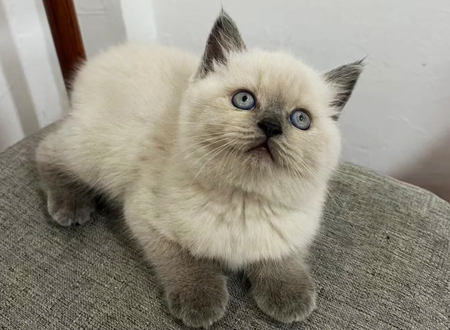 <p> 重点色短毛猫是由暹罗猫培育出来的,以红色或奶油限于点(面孔、腿、耳朵、尾巴和阴部)。